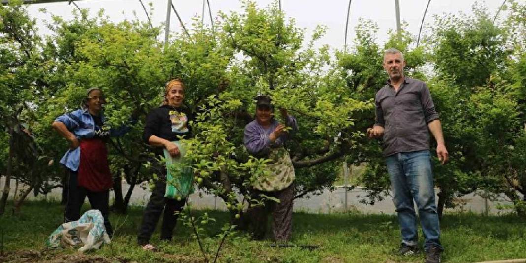 Hatay’daki üretimin ürünleri sınırları aşıyor: Kilosu 500 TL’den tüm dünya yiyor 3